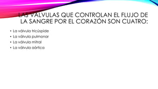 LAS VÁLVULAS QUE CONTROLAN EL FLUJO DE
LA SANGRE POR EL CORAZÓN SON CUATRO:
• La válvula tricúspide
• La válvula pulmonar
• La válvula mitral
• La válvula aórtica
 
