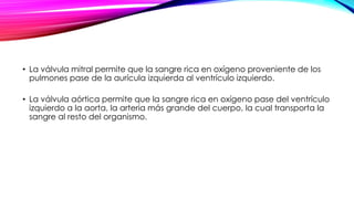 • La válvula mitral permite que la sangre rica en oxígeno proveniente de los
pulmones pase de la aurícula izquierda al ventrículo izquierdo.
• La válvula aórtica permite que la sangre rica en oxígeno pase del ventrículo
izquierdo a la aorta, la arteria más grande del cuerpo, la cual transporta la
sangre al resto del organismo.
 
