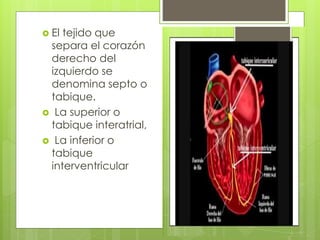  El tejido que 
separa el corazón 
derecho del 
izquierdo se 
denomina septo o 
tabique. 
 La superior o 
tabique interatrial, 
 La inferior o 
tabique 
interventricular 
 