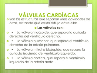 VÁLVULAS CARDÍACAS 
 Son las estructuras que separan unas cavidades de 
otras, evitando que exista reflujo entre ellas. 
 Las válvulas son: 
 • La válvula tricúspide, que separa la aurícula 
derecha del ventrículo derecho. 
 • La válvula pulmonar, que separa el ventrículo 
derecho de la arteria pulmonar. 
 • La válvula mitral o bicúspide, que separa la 
aurícula izquierda del ventrículo izquierdo. 
 • La válvula aórtica, que separa el ventrículo 
izquierdo de la arteria aorta. 
 