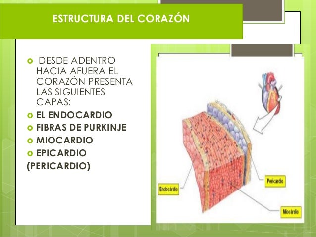 Capas Del Corazon De Adentro Hacia Afuera