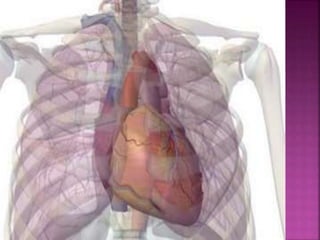 Anatomia del corazon