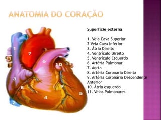 Superfície externa 
1. Veia Cava Superior 
2 Veia Cava Inferior 
3. Átrio Direito 
4. Ventrículo Direito 
5. Ventrículo Esquerdo 
6. Artéria Pulmonar 
7. Aorta 
8. Artéria Coronária Direita 
9. Artéria Coronária Descendente 
Anterior 
10. Átrio esquerdo 
11. Veias Pulmonares 
 
