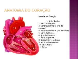 Interior do Coração 
1. Átrio Direito 
2. Valva Tricúspide 
3. Ventrículo Direito (via de 
entrada) 
4. Ventrículo Direito (via de saída) 
5. Valva Pulmonar 
6. Artéria Pulmonar 
7. Átrio Esquerdo 
8. Septo Interventricular 
9. Ventrículo esquerdo 
10. Valva Mitral 
11. Aorta 
 