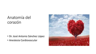 Anatomía del
corazón
• Dr. José Antonio Sánchez López
• Anestesia Cardiovascular
 