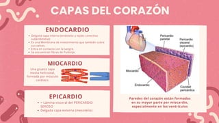 ANATOMÍA DEL CORAZÓN y sus características.pdf.pdf