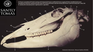 (1) Proceso coronoideo,(2) Porción escamosa del temporal,(3) Proceso condilar,(4) Proceso yugular,(5) Rama mandibular,(6) Cuerpo
mandibular,(7) Diastema maxiloincisiva,(8) Cuerpo del incisivo,(9) Porción nasal del incisivo,(10) Proceso rostral del nasal,(11)H. nasal, (12)
H. maxilar,(13) Cresta facial,(14) H. lagrimal,(15) H. cigomático
Anatomía Veterinaria. Manuel Saldivia MV,MSc
 