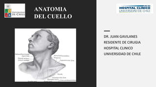DR. JUAN GAVILANES
RESIDENTE DE CIRUGIA
HOSPITAL CLINICO
UNIVERSIDAD DE CHILE
ANATOMIA
DEL CUELLO
 