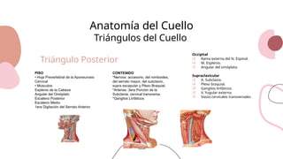 Anatomía del cuello, músculos y triángulos | PPTX
