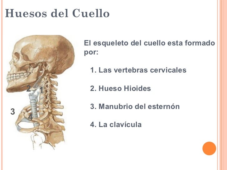 Duele los riñones y más abajo del cóccix