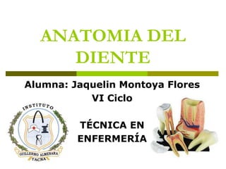 ANATOMIA DEL
DIENTE
Alumna: Jaquelin Montoya Flores
VI Ciclo
TÉCNICA EN
ENFERMERÍA
 