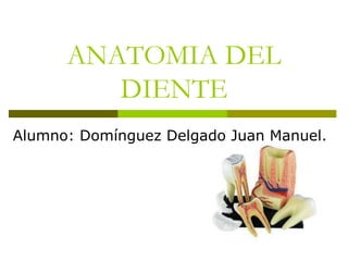 ANATOMIA DEL
         DIENTE
Alumno: Domínguez Delgado Juan Manuel.
 