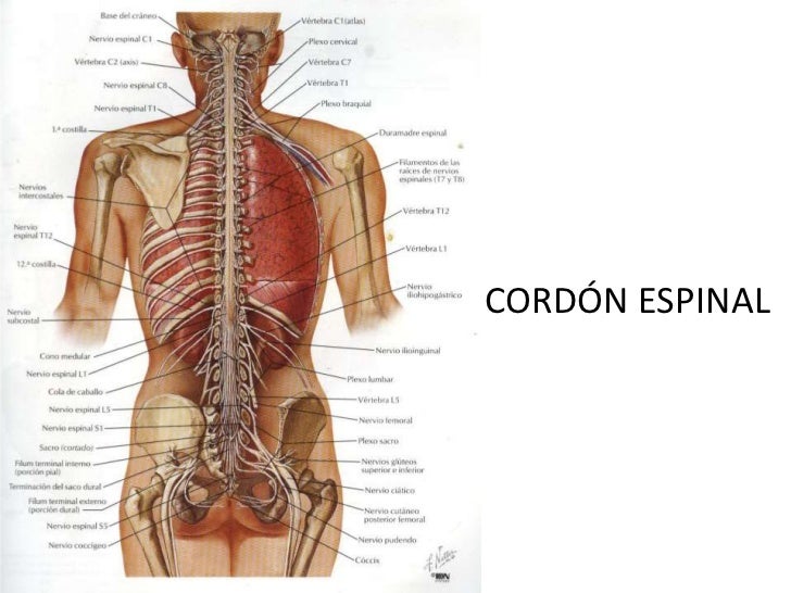 Anatomia del dorso