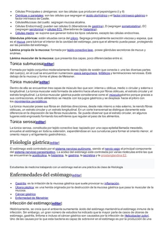  Células Principales o zimógenas: son las células que producen el pepsinógeno (I y II)
 Oxínticas o parietales: son las células que segregan el ácido clorhídrico y el factor intrínseco gástrico o
factor intrínseco de Castle.
 CélulasMucosas del cuello: segregan mucosa alcalina.
 Células Endocrinas]]: pueden ser células G (liberadoras de gastrina), D (segregan somatostatina), EC
(segregan serotonina) o células ECL (liberadoras de histamina).
 Células madre: se supone que generan todos los tipos celulares, excepto las células endocrinas.
Glándulas pilóricas: están situadas cerca del píloro. Segrega principalmente secreción viscosa y espesa, que
es el mucus para lubricar el interior de la cavidad del estómago, para que el alimento pueda pasar, protegiendo
así las paredes del estómago.
Lámina propia de la mucosa: formada por tejido conectivo laxo, posee glándulas secretoras de mucus y
enzimas.
Lámina muscular de la mucosa: que presenta dos capas, poco diferenciadas entre sí.
Túnica submucosa[editar]
Formada por tejido conjuntivo moderadamente denso (tejido de sostén que conecta o une las diversas partes
del cuerpo), en el cual se encuentran numerosos vasos sanguíneos, linfáticos y terminaciones nerviosas. Está
debajo de la mucosa y forma el plexo de Meissner.
Túnica muscular[editar]
Dentro de ella se encuentran tres capas de músculo liso que son: interna u oblicua, medio o circular y externa o
longitudinal. La túnica muscular está formada de adentro hacia afuera por fibras oblicuas, el estrato circular y el
estrato longitudinal. La túnica muscular gástrica puede considerarse como el músculogástrico porque gracias a
sus contracciones, el bolo alimenticio se mezcla con los jugos gástricos y se desplaza hacia el píloro con
los movimientos peristálticos.
La túnica muscular posee sus fibras en distintas direcciones, desde más interno a más externo, teniendo fibras
oblicuas, un estrato circular y un estrato longitudinal. En un corte transversal se distingue claramente esta
diferencia en la disposición de las fibras musculares. Se puede observar que el estrato circular, en algunos
lugares está engrosado formando los esfínteres que regulan el paso de los alimentos.
Túnica serosa[editar]
La túnica serosa, constituida por tejido conectivo laxo tapizado por una capa epitelial llamada mesotelio,
envuelve al estómago en toda su extensión, expandiéndose en sus curvaturas para formar el omento menor, el
omento mayor y el ligamiento gastrofrénico.
Fisiología gástrica[editar]
El estómago está controlado por el sistema nervioso autónomo, siendo el nervio vago el principal componente
del sistema nervioso parasimpático. La acidez del estómago está controlada por varias moléculas entre las que
se encuentran la acetilcolina, la histamina, la gastrina, la secretina y la prostanglandina E2.
Estudiantes de medicina trabajando con un estómago real en una práctica de clase de Histología
Enfermedadesdel estómago[editar]
 Gastritis: es la irritación de la mucosa gástrica que suele provocar su inflamación.
 Úlcera péptica: es una herida originada por la destrucción de la mucosa gástrica que pasa la muscular de la
mucosa.
 Cáncer gástrico
 Enfermedad de Menetrier
Infección del estómago[editar]
Históricamente, se creía que el ambiente sumamente ácido del estómago mantendría el estómago inmune de la
infección. Sin embargo, un gran número de estudios ha indicado que la mayor parte de casos de úlceras de
estómago, gastritis, linfoma e incluso el cáncer gástrico son causados por la infección de Helicobacter pylori.
Uno de las causas por la que esta bacteria es capaz de sobrevivir en el estómago es por la producción de una
 