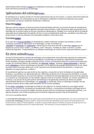 determinada enzima llamada ureasa que metaboliza el amoniaco y el dióxido de carbono para neutralizar el
ácido clorhídrico producido por el estómago.
Aplicaciones del estómago[editar]
El estómago es un órgano animal con muchas aplicaciones para el uso humano. La mayor parte (sino todas) las
formas de utilizarlo son artesanales ya que es demasiado complicado el diseño de máquinas que puedan
aprovecharlo, ya sea por cuestiones mecánicas o históricas.
Deportes[editar]
Algunas culturas antiguas, en épocas previas al descubrimiento del hule, ya conocían formas de entretenerse
con algo muy parecido a algunos deportes actuales como el fútbol o rugby. Muchas de ellas encontraban en el
estómago de un animal (vacas en Europa, bisontes en Norteamérica, camellos en el norte de África) el material
adecuado para la elaboración de pelotas. Si bien no eran completamente esféricas, resultaban muy útiles para
proporcionar un rato de diversión a los estresados soldados o aburridos niños.
Comidas[editar]
En la zona de la Cuenca del Plata (en Sudamérica), existen deliciosas comidas muy baratas y ricas en
nutrientes cuya base de elaboración es el estómago. La más conocida es el
«estofado de mondongo con garbanzos» (mondongo es como se le dice allí al estómago vacuno que en
España se conoce como "Callos" y en México como "menudo"). También se utiliza en el locro, comida
tradicional Argentina. Tradicionalmente, se utilizaba el estómago de cordero como cuajo para elaborar queso. 1
En otros animales[editar]
Aunque la forma precisa y tamaño del estómago varía ampliamente entre diferentes especies de vertebrados,
las posiciones relativas de las aberturas esofágicas y duodenales se mantienen relativamente constantes.
Como resultado, el órgano siempre presenta curvas, un poco a la izquierda antes de curvarse hacia atrás para
cumplir con el esfínter pilórico. Sin embargo, las lampreas, mixinos, quimeras, peces pulmonados, y algunos
peces teleósteos no tienen el estómago en absoluto, con la apertura del esófago directamente en el ano. Estos
animales todos consumen dietas que, o bien requieren poco almacenamiento de alimentos, o ningún pre-
digestión con jugos gástricos, o ambos.2
El revestimiento gástrico se suele dividir en dos regiones, una porción anterior bordeado por las glándulas
fúndicas y una posterior con glándulas pilóricas. Glándulas cardiacos son únicos para los mamíferos, e incluso
entonces están ausentes en una serie de especies. La distribución de estas glándulas varían entre las especies,
y no siempre se corresponden con las mismas regiones como en el hombre. Además, en muchos mamíferos no
humanos, una porción de la parte anterior del estómago a las glándulas cardíacas se alinea con epitelio
esencialmente idéntica a la del esófago. Los rumiantes, en particular, tienen un estómago complejo, las tres
primeras cámaras de los cuales están alineados con la mucosa esofágica.
En las aves y cocodrilos, el estómago se divide en dos regiones. En sentido anterior es una región tubular
estrecha, el proventrículo, bordeada por las glándulas fúndicas, y conectando el verdadero estómago para el
cultivo. Más allá se encuentra la molleja muscular de gran alcance, bordeada por las glándulas pilóricas, y, en
algunas especies, que contiene piedras que el animal se traga para ayudar a triturar los alimentos.
denomina curvatura menor.
La entrada del estómago se forma a partir del ensanchamiento de aproximadamente uno a dos centímetros de
la boca del estómago (cardias) superior. Sobre la entrada del estómago se encuentra el fondo gástrico en
forma de saco ciego. El fondo gástrico, cuando el cuerpo está erguido, contiene una gran burbuja que en una
radiografía se presenta como una “bolsa estomacal”. Se forma por una acumulación de aire.
 
