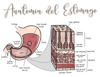 Anatomía_del_estómago_.pdf