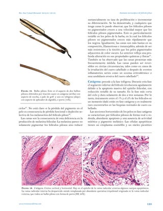 Anatomia del foliculo piloso | PDF