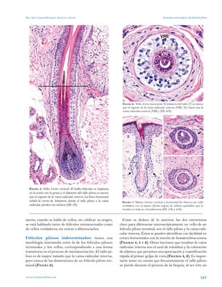 Anatomia del foliculo piloso | PDF