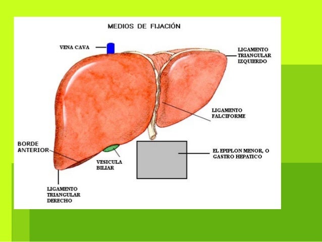 Anatomia del higado Anatomia del higado