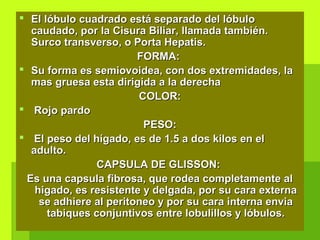  El lóbulo cuadrado está separado del lóbuloEl lóbulo cuadrado está separado del lóbulo
caudado, por la Cisura Biliar, llamada también.caudado, por la Cisura Biliar, llamada también.
Surco transverso, o Porta Hepatis.Surco transverso, o Porta Hepatis.
FORMA:FORMA:
 Su forma es semiovoidea, con dos extremidades, laSu forma es semiovoidea, con dos extremidades, la
mas gruesa esta dirigida a la derechamas gruesa esta dirigida a la derecha
COLOR:COLOR:
 Rojo pardoRojo pardo
PESO:PESO:
 El peso del hígado, es de 1.5 a dos kilos en elEl peso del hígado, es de 1.5 a dos kilos en el
adulto.adulto.
CAPSULA DE GLISSON:CAPSULA DE GLISSON:
Es una capsula fibrosa, que rodea completamente alEs una capsula fibrosa, que rodea completamente al
higado, es resistente y delgada, por su cara externahigado, es resistente y delgada, por su cara externa
se adhiere al peritoneo y por su cara interna enviase adhiere al peritoneo y por su cara interna envia
tabiques conjuntivos entre lobulillos y lóbulos.tabiques conjuntivos entre lobulillos y lóbulos.
 