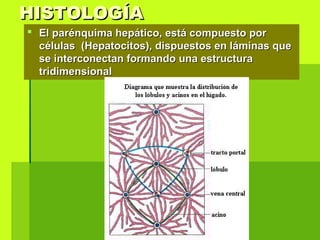 HISTOLOGÍAHISTOLOGÍA
 El parénquima hepático, está compuesto porEl parénquima hepático, está compuesto por
células (Hepatocitos), dispuestos en láminas quecélulas (Hepatocitos), dispuestos en láminas que
se interconectan formando una estructurase interconectan formando una estructura
tridimensionaltridimensional
 