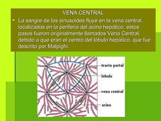 VENA CENTRALVENA CENTRAL
 La sangre de los sinusoides fluye en la vena central,La sangre de los sinusoides fluye en la vena central,
localizados en la periferia del acino hepático, estoslocalizados en la periferia del acino hepático, estos
pasos fueron originalmente llamados Vena Central,pasos fueron originalmente llamados Vena Central,
debido a que eran el centro del lóbulo hepático, que fuedebido a que eran el centro del lóbulo hepático, que fue
descrito por Malpighi.descrito por Malpighi.
 