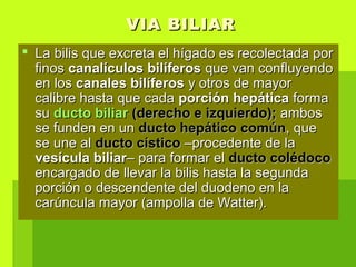 VIA BILIARVIA BILIAR
 La bilis que excreta el hígado es recolectada porLa bilis que excreta el hígado es recolectada por
finosfinos canalículos bilíferoscanalículos bilíferos que van confluyendoque van confluyendo
en losen los canales bilíferoscanales bilíferos y otros de mayory otros de mayor
calibre hasta que cadacalibre hasta que cada porción hepáticaporción hepática formaforma
susu ducto biliarducto biliar (derecho e izquierdo);(derecho e izquierdo); ambosambos
se funden en unse funden en un ducto hepático comúnducto hepático común, que, que
se une alse une al ducto císticoducto cístico –procedente de la–procedente de la
vesícula biliarvesícula biliar– para formar el– para formar el ducto colédocoducto colédoco
encargado de llevar la bilis hasta la segundaencargado de llevar la bilis hasta la segunda
porción o descendente del duodeno en laporción o descendente del duodeno en la
carúncula mayor (ampolla de Watter).carúncula mayor (ampolla de Watter).
 