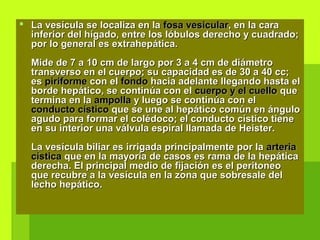  La vesícula se localiza en laLa vesícula se localiza en la fosa vesicularfosa vesicular, en la cara, en la cara
inferior del hígado, entre los lóbulos derecho y cuadrado;inferior del hígado, entre los lóbulos derecho y cuadrado;
por lo general es extrahepática.por lo general es extrahepática.
Mide de 7 a 10 cm de largo por 3 a 4 cm de diámetroMide de 7 a 10 cm de largo por 3 a 4 cm de diámetro
transverso en el cuerpo; su capacidad es de 30 a 40 cc;transverso en el cuerpo; su capacidad es de 30 a 40 cc;
eses piriformepiriforme con elcon el fondofondo hacia adelante llegando hasta elhacia adelante llegando hasta el
borde hepático, se continúa con elborde hepático, se continúa con el cuerpo y el cuellocuerpo y el cuello queque
termina en latermina en la ampollaampolla y luego se continúa con ely luego se continúa con el
conducto císticoconducto cístico que se une al hepático común en ánguloque se une al hepático común en ángulo
agudo para formar el colédoco; el conducto cístico tieneagudo para formar el colédoco; el conducto cístico tiene
en su interior una válvula espiral llamada de Heister.en su interior una válvula espiral llamada de Heister.
La vesícula biliar es irrigada principalmente por laLa vesícula biliar es irrigada principalmente por la arteriaarteria
císticacística que en la mayoría de casos es rama de la hepáticaque en la mayoría de casos es rama de la hepática
derecha. El principal medio de fijación es el peritoneoderecha. El principal medio de fijación es el peritoneo
que recubre a la vesícula en la zona que sobresale delque recubre a la vesícula en la zona que sobresale del
lecho hepático.lecho hepático.
 