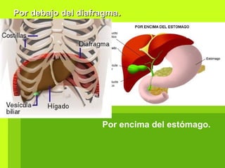 Por debajo del diafragmaPor debajo del diafragma..
Por encima del estómago.
 