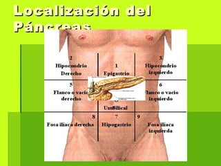 Localización delLocalización del
PáncreasPáncreas
 