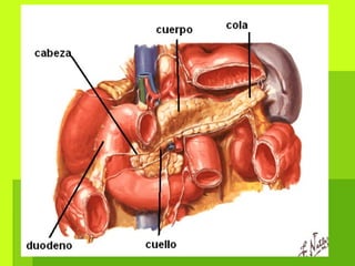 Páncreas
 