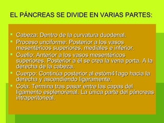  Cabeza: Dentro de la curvatura duodenal.Cabeza: Dentro de la curvatura duodenal.
 Proceso unciforme: Posterior a los vasosProceso unciforme: Posterior a los vasos
mesentéricos superiores, mediales e inferior.mesentéricos superiores, mediales e inferior.
 Cuello: Anterior a los vasos mesentéricosCuello: Anterior a los vasos mesentéricos
superiores. Posterior a él se crea la vena porta. A lasuperiores. Posterior a él se crea la vena porta. A la
derecha de la cabeza.derecha de la cabeza.
 Cuerpo: Continúa posterior al estómCuerpo: Continúa posterior al estóm4141ago hacia laago hacia la
derecha y ascendiendo ligeramente.derecha y ascendiendo ligeramente.
 Cola: Termina tras pasar entre las capas delCola: Termina tras pasar entre las capas del
ligamento esplenorenal. La única parte del páncreasligamento esplenorenal. La única parte del páncreas
intraperitoneal.intraperitoneal.
EL PÁNCREAS SE DIVIDE EN VARIAS PARTES:EL PÁNCREAS SE DIVIDE EN VARIAS PARTES:
 