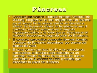 PáncreasPáncreas
 Conducto pancreáticoConducto pancreático: Llamado también Conducto de: Llamado también Conducto de
Wirsung. Empieza en la cola dirigiéndose a la derechaWirsung. Empieza en la cola dirigiéndose a la derecha
por el cuerpo. En la cabeza cambia de dirección apor el cuerpo. En la cabeza cambia de dirección a
inferior. En la porción inferior de la cabeza se une alinferior. En la porción inferior de la cabeza se une al
conducto colédococonducto colédoco acabando en la ampollaacabando en la ampolla
hepatopancreática o de Vater que se introduce en elhepatopancreática o de Vater que se introduce en el
duodeno descendente (segunda parte del Duodeno).duodeno descendente (segunda parte del Duodeno).
 El conducto pancreático accesorioEl conducto pancreático accesorio (llamado también(llamado también
Conducto de Santorini) desemboca por encima delConducto de Santorini) desemboca por encima del
ámpula de Vater.ámpula de Vater.
 El canal común que lleva la bilis y las secrecionesEl canal común que lleva la bilis y las secreciones
pancreáticas al duodeno está revestido por unpancreáticas al duodeno está revestido por un
complejo circular de fibras de músculo liso que secomplejo circular de fibras de músculo liso que se
condensan encondensan en el esfínter de Oddiel esfínter de Oddi a medida quea medida que
atraviesan la pared del duodeno.atraviesan la pared del duodeno.
 