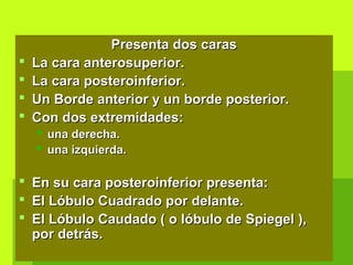 Presenta dos carasPresenta dos caras
 La cara anterosuperior.La cara anterosuperior.
 La cara posteroinferior.La cara posteroinferior.
 Un Borde anterior y un borde posterior.Un Borde anterior y un borde posterior.
 Con dos extremidades:Con dos extremidades:
 una derecha.una derecha.
 una izquierda.una izquierda.
 En su cara posteroinferior presenta:En su cara posteroinferior presenta:
 El Lóbulo Cuadrado por delante.El Lóbulo Cuadrado por delante.
 El Lóbulo Caudado ( o lóbulo de Spiegel ),El Lóbulo Caudado ( o lóbulo de Spiegel ),
por detrás.por detrás.
 