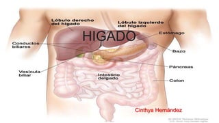 HIGADO 
Cinthya Hernández 
 