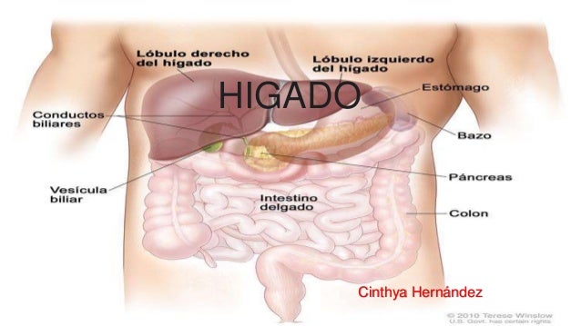 Anatomia del Higado