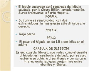  El lóbulo cuadrado está separado del lóbulo
caudado, por la Cisura Biliar, llamada también.
Surco transverso, o Porta Hepatis.
FORMA:
 Su forma es semiovoidea, con dos
extremidades, la mas gruesa esta dirigida a la
derecha
COLOR:
 Rojo pardo
PESO:
 El peso del hígado, es de 1.5 a dos kilos en el
adulto.
CAPSULA DE GLISSON:
Es una capsula fibrosa, que rodea completamente
al higado, es resistente y delgada, por su cara
externa se adhiere al peritoneo y por su cara
interna envia tabiques conjuntivos entre
lobulillos y lóbulos.
 