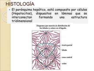 HISTOLOGÍA
 El parénquima hepático, está compuesto por células
(Hepatocitos), dispuestos en láminas que se
interconectan formando una estructura
tridimensional
 