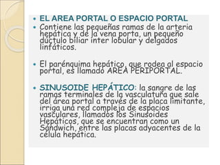  EL AREA PORTAL O ESPACIO PORTAL
 Contiene las pequeñas ramas de la arteria
hepática y de la vena porta, un pequeño
dúctulo biliar ínter lobular y delgados
linfáticos.
 El parénquima hepático, que rodea al espacio
portal, es llamado AREA PERIPORTAL.
 SINUSOIDE HEPÁTICO: la sangre de las
ramas terminales de la vasculatura que sale
del área portal a través de la placa limitante,
irriga una red compleja de espacios
vasculares, llamados los Sinusoides
Hepáticos, que se encuentran como un
Sándwich, entre las placas adyacentes de la
célula hepática.
 
