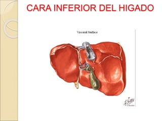 CARA INFERIOR DEL HIGADO
 
