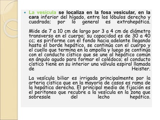  La vesícula se localiza en la fosa vesicular, en la
cara inferior del hígado, entre los lóbulos derecho y
cuadrado; por lo general es extrahepática.
Mide de 7 a 10 cm de largo por 3 a 4 cm de diámetro
transverso en el cuerpo; su capacidad es de 30 a 40
cc; es piriforme con el fondo hacia adelante llegando
hasta el borde hepático, se continúa con el cuerpo y
el cuello que termina en la ampolla y luego se continúa
con el conducto cístico que se une al hepático común
en ángulo agudo para formar el colédoco; el conducto
cístico tiene en su interior una válvula espiral llamada
de Heister.
La vesícula biliar es irrigada principalmente por la
arteria cística que en la mayoría de casos es rama de
la hepática derecha. El principal medio de fijación es
el peritoneo que recubre a la vesícula en la zona que
sobresale del lecho hepático.
 