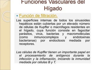 Funciones Vasculares del
Hígado
 Función de filtración.
Las superficies internas de todos los sinusoides
hepáticos están cubiertas por un elevado número
de células de Kupffer o macrófagos residentes en
el hígado, cuya función consiste en fagocitar
parásitos, virus, bacterias y macromoléculas
(como inmunocomplejos y endotoxinas
bacterianas) por endocitosis mediada por
receptores.
Las células de Kupffer tienen un importante papel en
el procesamiento de antígenos durante la
infección y la inflamación, iniciando la inmunidad
mediada por células B y T.
 