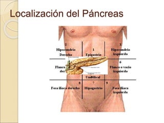 Localización del Páncreas
 