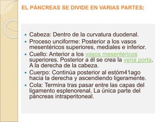  Cabeza: Dentro de la curvatura duodenal.
 Proceso unciforme: Posterior a los vasos
mesentéricos superiores, mediales e inferior.
 Cuello: Anterior a los vasos mesentéricos
superiores. Posterior a él se crea la vena porta.
A la derecha de la cabeza.
 Cuerpo: Continúa posterior al estóm41ago
hacia la derecha y ascendiendo ligeramente.
 Cola: Termina tras pasar entre las capas del
ligamento esplenorenal. La única parte del
páncreas intraperitoneal.
EL PÁNCREAS SE DIVIDE EN VARIAS PARTES:
 