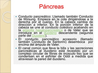 Páncreas
 Conducto pancreático: Llamado también Conducto
de Wirsung. Empieza en la cola dirigiéndose a la
derecha por el cuerpo. En la cabeza cambia de
dirección a inferior. En la porción inferior de la
cabeza se une al conducto colédoco acabando en
la ampolla hepatopancreática o de Vater que se
introduce en el duodeno descendente (segunda
parte del Duodeno).
 El conducto pancreático accesorio (llamado
también Conducto de Santorini) desemboca por
encima del ámpula de Vater.
 El canal común que lleva la bilis y las secreciones
pancreáticas al duodeno está revestido por un
complejo circular de fibras de músculo liso que se
condensan en el esfínter de Oddi a medida que
atraviesan la pared del duodeno.
 