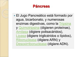  El Jugo Pancreático está formado por
agua, bicarbonato, y numerosas
enzimas digestivas, como la Tripsina
y Quimotripsina (digieren proteínas),
Amilasa (digiere polisacáridos),
Lipasa (digiere triglicéridos o lípidos),
Ribonucleasa (digiere ARN) y
Desoxirribonucleasa (digiere ADN).
Páncreas
 