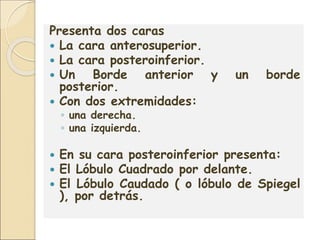 Presenta dos caras
 La cara anterosuperior.
 La cara posteroinferior.
 Un Borde anterior y un borde
posterior.
 Con dos extremidades:
◦ una derecha.
◦ una izquierda.
 En su cara posteroinferior presenta:
 El Lóbulo Cuadrado por delante.
 El Lóbulo Caudado ( o lóbulo de Spiegel
), por detrás.
 
