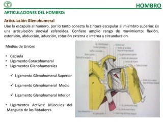 HOMBRO
ARTICULACIONES DEL HOMBRO:
Articulación Glenohumeral
Une la escapula al humero, por lo tanto conecta la cintura escapular al miembro superior. Es
una articulación sinovial esferoidea. Confiere amplio rango de movimiento: flexión,
extensión, abducción, aducción, rotación externa e interna y circunduccion.

Medios de Unión:

• Capsula
• Ligamento Coracohumeral
• Ligamentos Glenohumerales

    Ligamento Glenohumeral Superior

    Ligamento Glenohumeral Medio

    Ligamento Glenohumeral Inferior

• Ligamentos Activos: Músculos del
 Manguito de los Rotadores
 