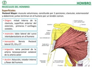 HOMBRO
MUSCULOS DEL HOMBRO:
Superficiales
Pectoral Mayor: musculo voluminoso, constituido por 3 porciones; clavicular, esternocostal
y abdominal, juntas terminan en el humero por un tendón común.
 • Origen: mitad interna de la
   clavícula, superficie anterior del
   esternón, primeros 7 cartílagos
   costales.

 • inserción: labio lateral del surco
   intertuberositario en el humero

• Inervación:     Nervio    Pectoral
  lateral C5, C6 y C7

• Irrigación: rama pectoral de la
  arteria toracoacromial colateral
  de la arteria axilar

• Acción: Aducción, rotador interno
  y flexor del humero
 