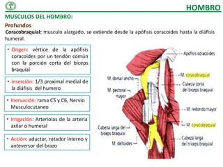 HOMBRO
MUSCULOS DEL HOMBRO:
Profundos
Coracobraquial: musculo alargado, se extiende desde la apófisis coracoides hasta la diáfisis
humeral.
 • Origen: vértice de la apófisis
   coracoides por un tendón común
   con la porción corta del bíceps
   braquial

 • inserción: 1/3 proximal medial de
   la diáfisis del humero

• Inervación: rama C5 y C6, Nervio
  Musculocutaneo

• Irrigación: Arteriolas de la arteria
  axilar o humeral

• Acción: aductor, rotador interno y
  anteversor del brazo
 